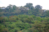 The Story of Ethiopian Coffee Beans - Characteristics and Stories of Ethiopian and Kenyan Coffee Beans