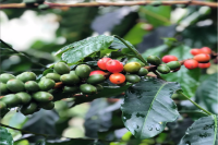 Pink Bourbon Coffee Beans | Origin of Pink Bourbon and Pour-Over Taste Profile