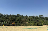 Coffee Encyclopedia Common Coffee Bean Processing Methods and Processing Steps