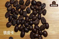 The Story and Characteristics of Typica Coffee Beans - Is Typica an Arabica Variety?
