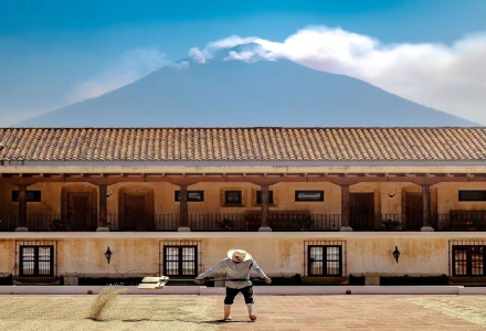 Introduction to Guatemala Einheit Manor Ruby Geisha Coffee_The Historical Origins of Guatemala Geisha