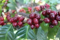 What is the H1 Variety? Introduction to Main Coffee Varieties Grown in Costa Rica, Central America