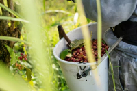 Hawaii Kona Coffee Growing Region Hawaii Coffee Planting History Information