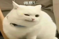 Coffee Flavor Wheel HD Download - What is the Coffee Flavor Wheel? How Many Flavors in the Chinese Version? SCA Flavor Wheel Description