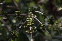 Ethiopian Coffee Varieties Introduction: Ethiopian Heirloom and 74/75 Coffee Varieties