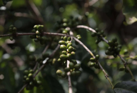 Ethiopian Coffee Varieties Introduction: Ethiopian Heirloom and 74/75 Coffee Varieties
