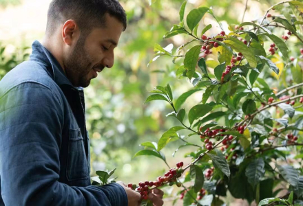 Panama Coffee Growing Environment, Regional Flavor Characteristics Introduction: Elida Estate