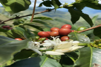 What Variety is Ethiopian Landrace WushWush?