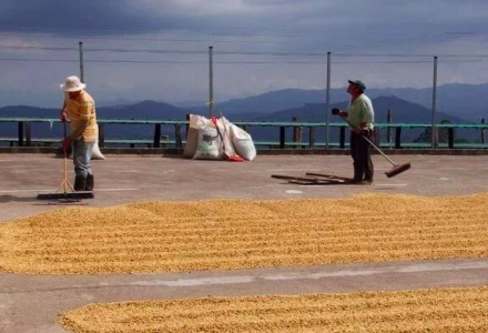 Why Does Costa Rica Use Honey Processing? Introduction to Honey Processed Geisha from La Labrador Estate in Tarrazú