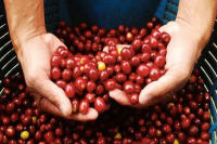 Must-Try Coffee Beans: Aromatic and Delicious Recommendations for High-Quality, Cost-Effective Options