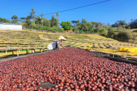 Ethiopia Sidamo Coffee Beans Flavor Profile - Ethiopia Coffee Characteristics and Stories