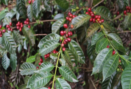 Panama Coffee Cultivation: Introduction to Boquete Region's Mariposa Coffee Beans