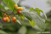 Flavor Characteristics of Costa Rican Washed Process Coffee Beans & Pour-over Brewing Ratio Recommendations for Beethoven Coffee Beans