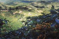 Costa Rican Coffee Beans | Introduction to Selected Series of Washed Coffee Beans from Tarrazú Region