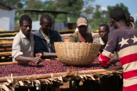 Why are Cooperatives More Common in Ethiopian Coffee? What are the Characteristics of Gedeb Coffee?