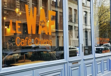 Stray Dog Café: Not for Profit, Just to Find Warm Homes for Homeless Dogs