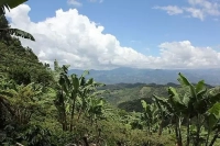 Guatemala Coffee Beans | An Introduction to Entry-Level Selection of Washed Coffee Beans from Huehuetenango Region