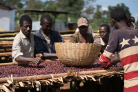 Where is the birthplace of Ethiopian coffee? What are the characteristics of Kaffa Forest coffee?