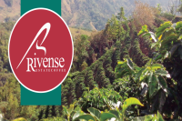 Flavor Characteristics of Finca Rivense del Chirripó Black Honey Process Geisha Coffee Beans from Costa Rica's Brunca Region