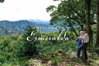 What is the Disappearing Gesha 1500? How Many Grading Classifications Does Hacienda La Esmeralda Have?