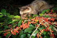 Is Kopi Luwak Really Made from Cat Droppings? Understanding Why These Rare Coffee Beans Command Premium Prices and Their Unique Flavor Profile