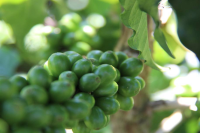 Coffee Bean Grade Classification Understanding the Quality Levels of Arabica and Canephora Coffee Beans