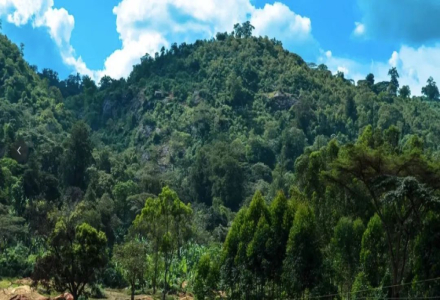 What's the Difference Between Colombian and Brazilian Coffee? An Introduction to Hope Estate's Honey-Processed Geisha