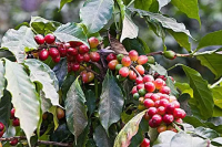 Introduction to Indonesian Coffee Regions: A Beginner's Guide to Sumatra's Mandheling Coffee Beans
