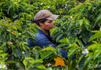 What Are the Most Distinctive Characteristics of Colombian Coffee? A Description of Pour-Over Flavor and Aroma