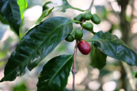 Why is Pacamara Considered a Rival to Geisha in Arabica Varieties? Is it Better than Sidra and Java?