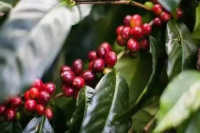 Papua New Guinea Coffee Beans | Introduction to Paradise Bird Coffee Beans from Sigri Estate in Western Highlands Region