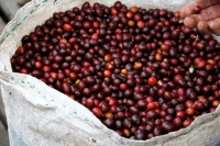 What is Medium Bean Coffee and Its Relationship with Robusta