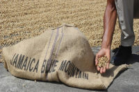 The Story of Jamaica Blue Mountain No.1 Coffee Beans: How to Make Delicious Pour-Over Blue Mountain Coffee Using Dripper and Water-to-Coffee Ratio