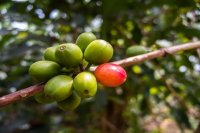 How to Brew Kenyan Coffee Beans for the Best Taste? Unique Flavor Characteristics of Kenyan Coffee Growing Regions