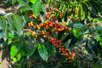 What are the characteristics of Colombian coffee? What are the main growing regions of Colombian coffee?