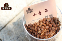 Kenya Coffee Flavor Characteristics with Cherry Tomato Acidity - Introduction to Kenya Premium Coffee Bean Origins and Varieties