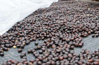 Tarrazu Coffee: Introduction to Costa Rican Growing Region Flavor