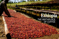 Ethiopia Sidamo Guji Hambela Buku Coffee Bean Flavor, Taste, and Aroma Characteristics
