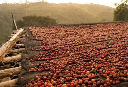 What is Natural Processing Method? A Complete Introduction to Natural Coffee Bean Processing Steps, Flavor Characteristics, and Taste Profile