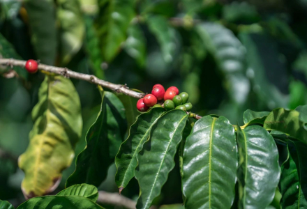 Flavor Profile, Processing Methods, Variety Characteristics, and Regional Introduction of Yunnan Typica Coffee Beans
