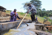 Yirgacheffe Coffee Bean Origin, Yirgacheffe G2 Coffee Bean Grade Flavor Profile and Characteristics