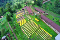 Kenya Coffee Green Bean Processing Methods Flavor Description Taste Profile Grind Settings Origin Varieties Introduction