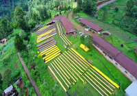 Kenya Coffee Green Bean Processing Methods Flavor Description Taste Profile Grind Settings Origin Varieties Introduction