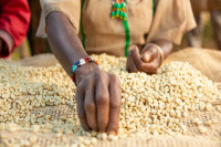 Is Yirgacheffe Coffee an Arabica Bean? Characteristics of Yirgacheffe Coffee Varieties