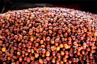 Characteristics of Geisha Village Chaka Geisha: Geisha Coffee Bean Varieties - Gorilla Geisha/Geisha 1931/Illubabor