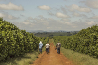 Characteristics and Aroma Description of Brazilian Cerrado Coffee Beans: Who Introduced Brazilian Coffee Seeds and From Where?