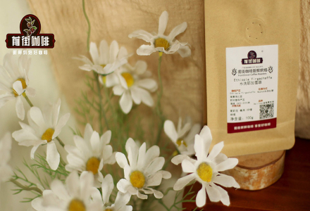 Yirgacheffe Coffee Flavor Profile and Characteristics with Pour-Over Brewing Guide