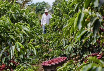 Why is Costa Rican Coffee So Sweet? What are the Characteristics of Costa Rican Honey-Processed Geisha Coffee?
