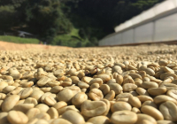Introduction to Panama Kotowa Family Duncan Estate Coffee Beans - Panama Geisha Coffee Flavor and Taste
