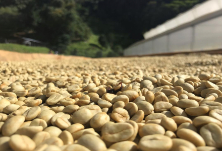 Introduction to Panama Kotowa Family Duncan Estate Coffee Beans - Panama Geisha Coffee Flavor and Taste